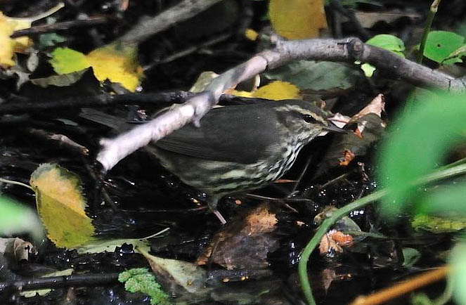 Northern Waterthrush Northern Waterthrush