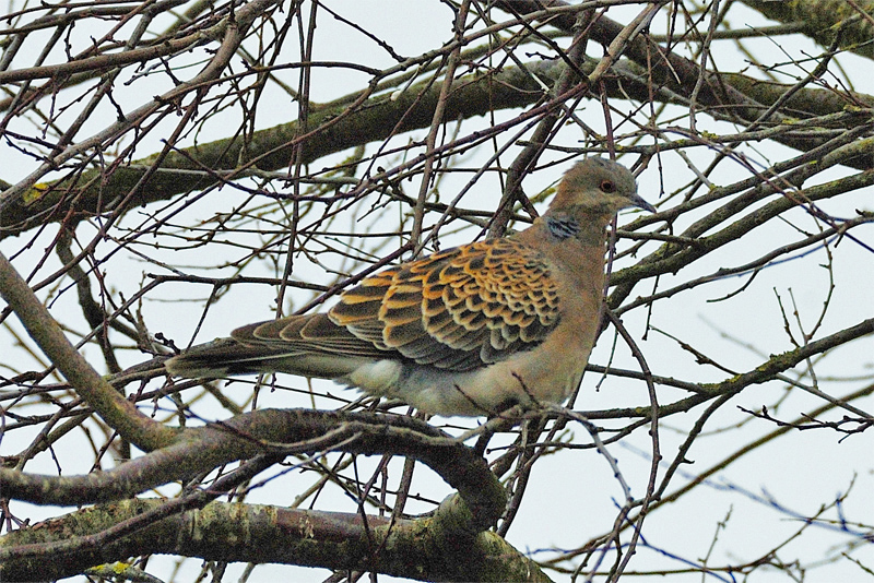 Oriental Turtle Dove 