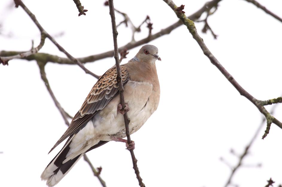 Oriental Turtle Dove 