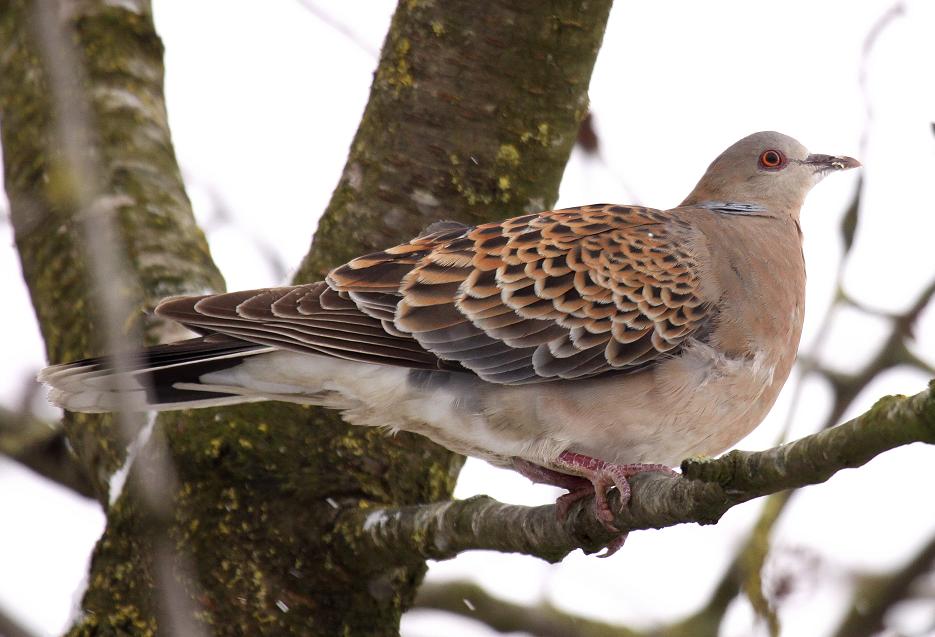 Oriental Turtle Dove 