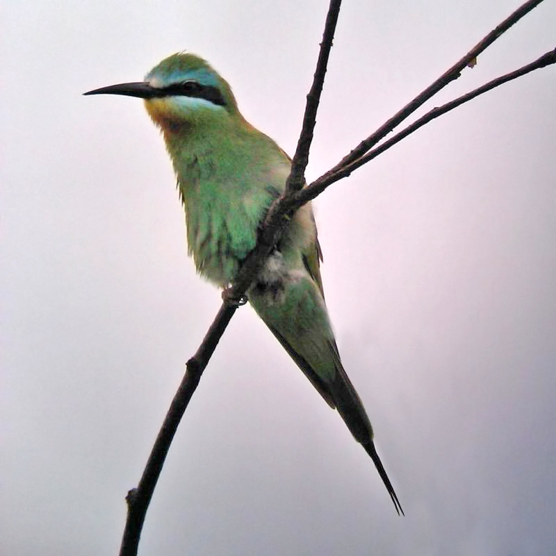 Blue-cheeked Bee-eater Blue-cheeked Bee-eater