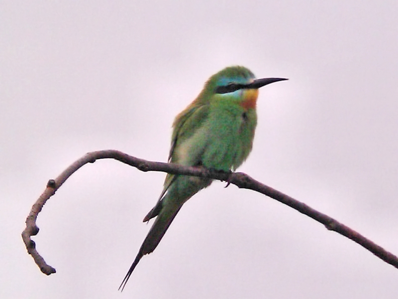 Blue-cheeked Bee-eater Blue-cheeked Bee-eater