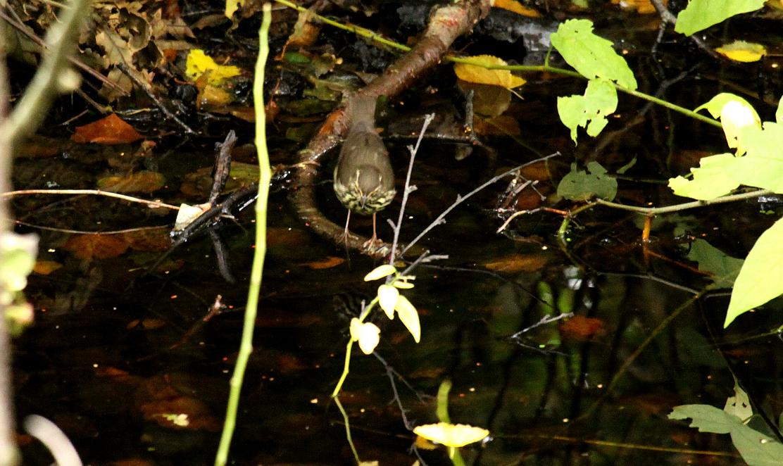 Northern Waterthrush Northern Waterthrush