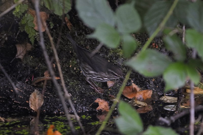 Northern Waterthrush Northern Waterthrush